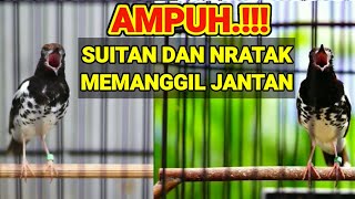 Download lagu Pancingan AMPUH anis kembang memanggil jantan suitan dan nratak. mp3