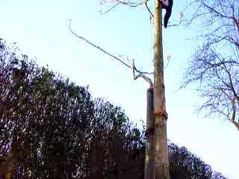 Verrückter Hase jagt Katze auf einen Baum