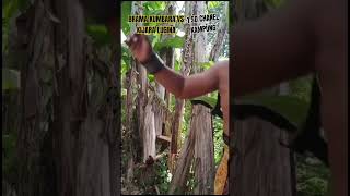 Download lagu BRAMA VS KIJARA LUGINA KAMPALA VERSI LUCU LUCUAN 1 SD CHANEL KAMPUNG(@1SDCHANELKAMPUNG ) mp3 Download lagu BRAMA VS KIJARA LUGINA KAMPALA VERSI LUCU LUCUAN 1 SD CHANEL KAMPUNG(@1SDCHANELKAMPUNG ) mp3