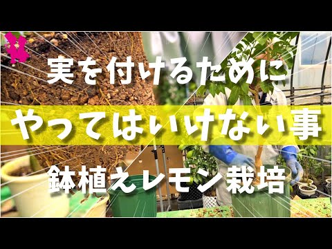 メンテナンス フランジパニ 防腐処理 庭の香水 エキゾチックな木