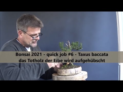 Bonsai 2021-1 - quick job #6 - Taxus baccata - das Totholz der Eibe wird aufgehübscht