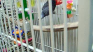 preview picture of video 'Sparky Congo African Grey at shelter'