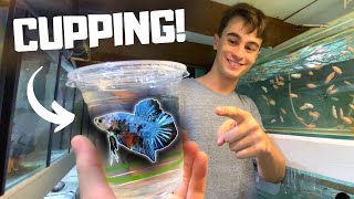 Cupping HEAPS of Bettas to Sell for Profit!