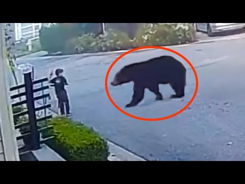 Most Terrifying and Scariest Animal Encounter Caught on Camera