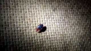 Chinche de la cama "Cimex lectularius"