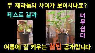 여름에 제라늄(페라고늄) 살리는 꿀팁