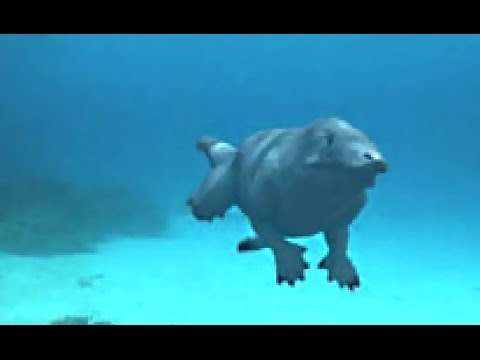 download lagu mp3 mp4 Morphed, download mp3 Morphed free download, download mp3 Morphed