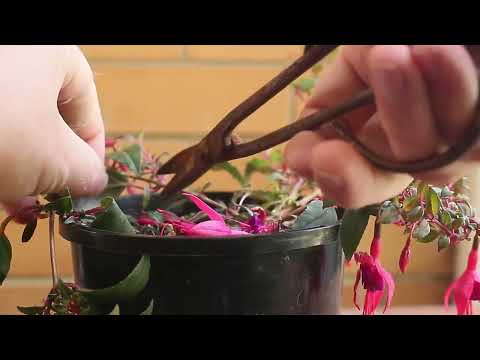 How to style fuchsia bonsai