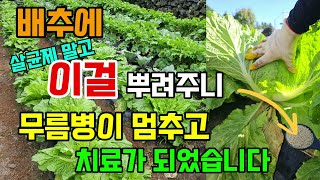 무름병 걸린 배추에 이걸 뿌려줬더니 무름병이 멈추고 치료가 되었습니다 그냥두면 배추 다 죽어요 #배추무름병