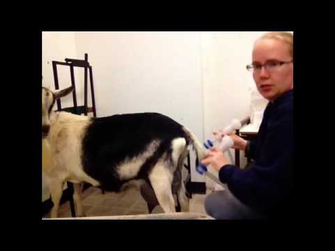 Milking Goats with your simple PULSE