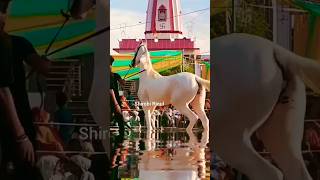 Download lagu hasbi rabbi jallallah mafi qalbi gairullah #shirobirinul #horse #allahallahallah #hasbirabbi mp3