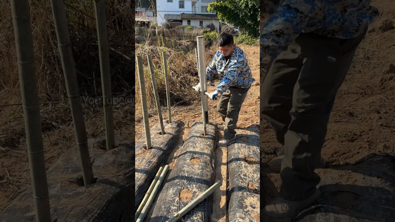 बांस स्टेक इंसर्टर, आपकी बागवानी को और अधिक पेशेवर बनाता है।