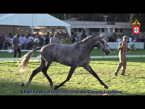 XXXII FIPSL - 210918 Modelos e Andamentos Campeão Macho á mão