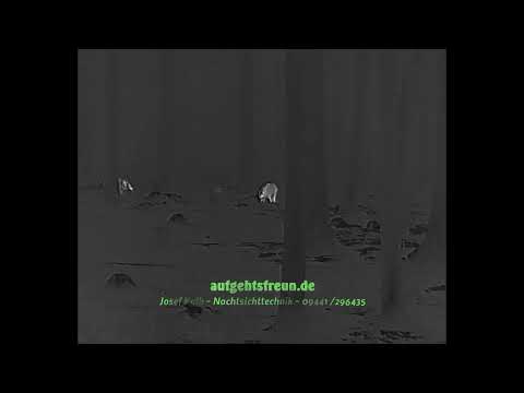 Erlegung Schwarzwild mit dem Liemke® Luchs-1 bei Nebel - Zeiss 3-12x56