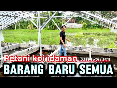 Koi review at the dream farmer 🤩dasen koi Farm Tulungagung