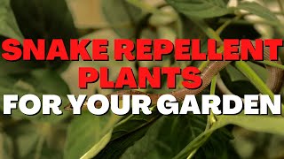 10 Best Snake Repellent Plants to protect your outdoor Garden