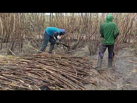 últimos vídeos feito no corte de cana final de moagem. 2024 2025