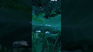 Download lagu Mentahan Video Hujan Aesthetic | Story Wa, IG 30 Detik | Aesthetic Hujan Turun #ShortsVideo #Hujan mp3 Download lagu Mentahan Video Hujan Aesthetic | Story Wa, IG 30 Detik | Aesthetic Hujan Turun #ShortsVideo #Hujan mp3