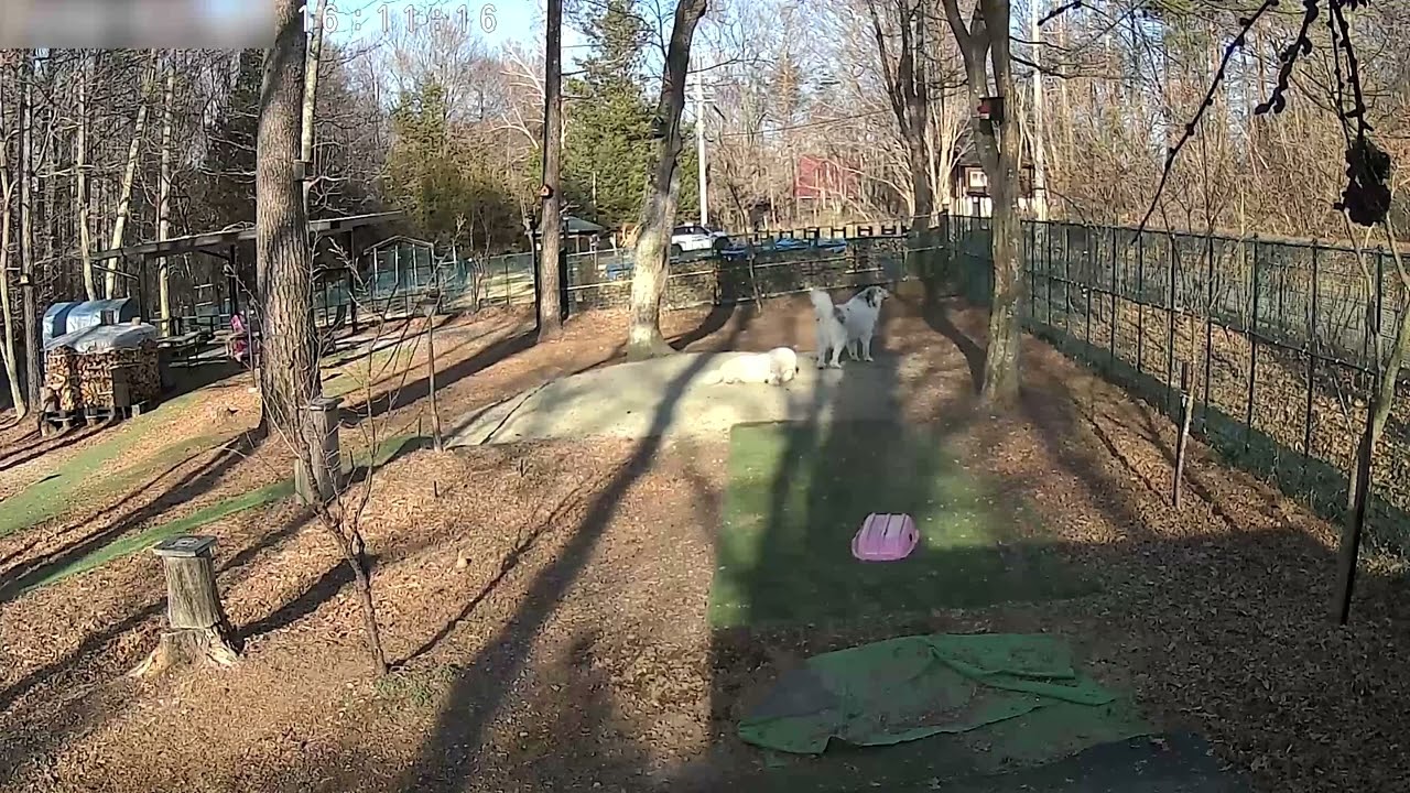 【ルンルンの裏庭】番犬熱心なベルと完全にサボっているリリー