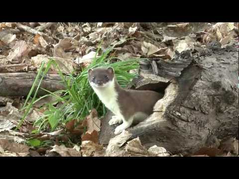 Large weasel (Hermelin)catches a mouse