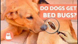 BED BUGS in DOGS 🐶🪳 (Bites, Symptoms and Treatment)