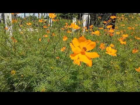 Cebu Philippines Temple//With background Music: I Love To see the Temple