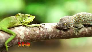 Download lagu Tau Gak Sih Bunglon Akan Berubah Warna Kalau Strees! | SI OTAN (06/07/20) PART 4 mp3 Download lagu Tau Gak Sih Bunglon Akan Berubah Warna Kalau Strees! | SI OTAN (06/07/20) PART 4 mp3