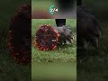 Os VINGADORES São Burrinhos Shorts