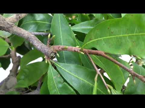 Mai miền Bắc tháng 9al những lưu ý giúp nụ mai phát triển