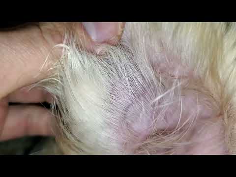 Small Aural Hematoma In My Dog's Pinna - Left Ear (Two Years Ago He Had One In His Right Ear)