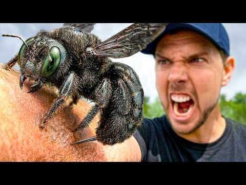 Stung by the World's Largest Carpenter Bee!