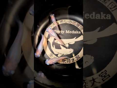 Today's medaka #medaka #medaka #medakalife #medakaraising #shots