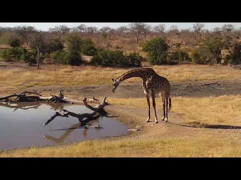 Djuma: Giraffe - 14:24 - 07/07/19