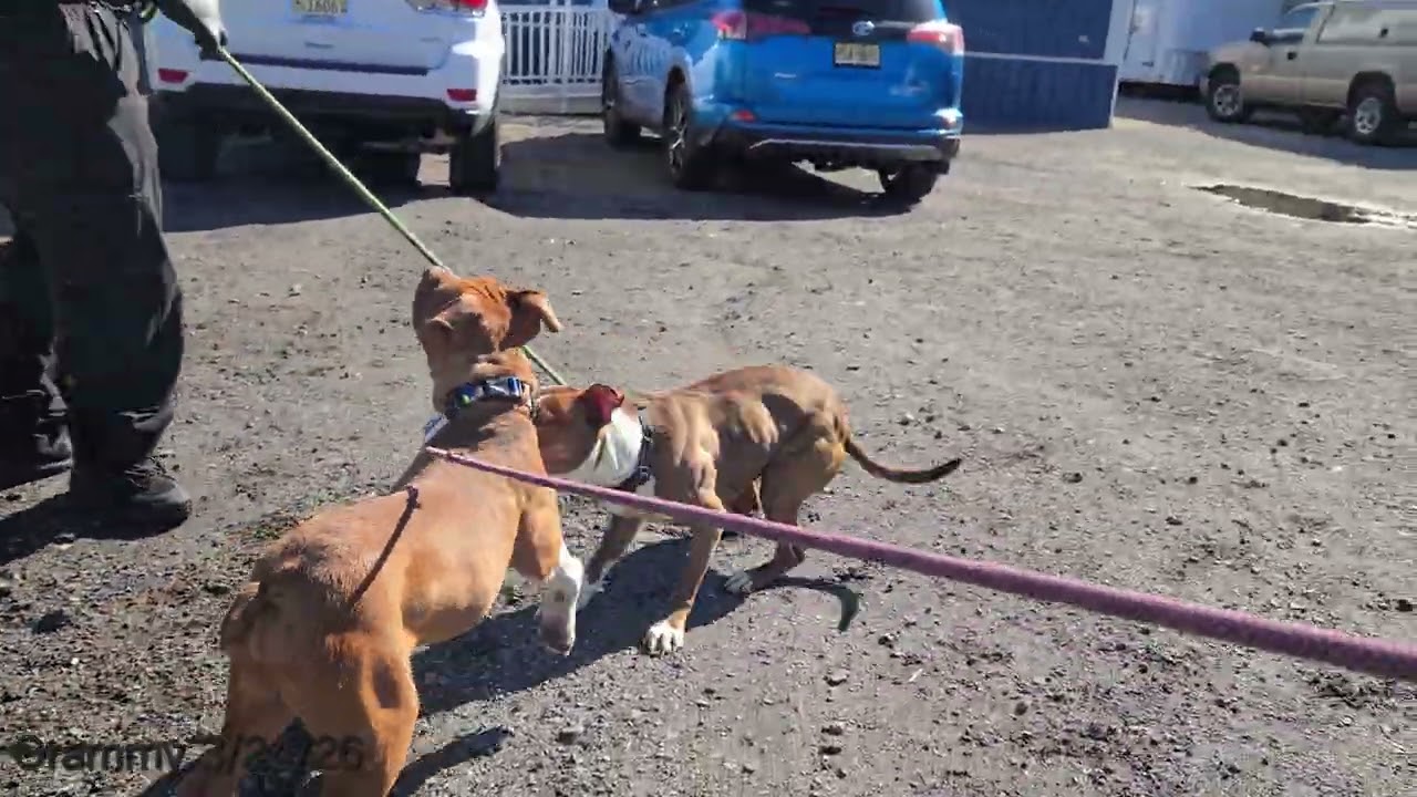 Enlarge Grammy, a ADOPTABLE Pit Bull Terrier in Trenton, NJ video 2/3