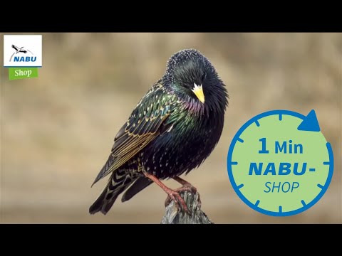 Ein Vogel, eine Minute - Star / NABU-Shop