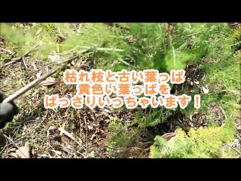 フェンネルハニー:これが家庭薬を自分で作る方法です 植物