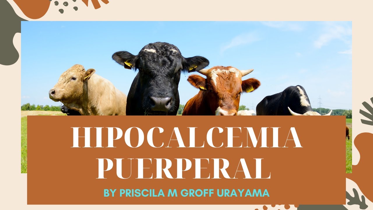Hipocalcemia puerperal em vacas de leite (parte 1) : Dieta aniônica