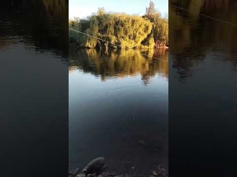 salida a la pesca río Cruces Mariquina los Ríos