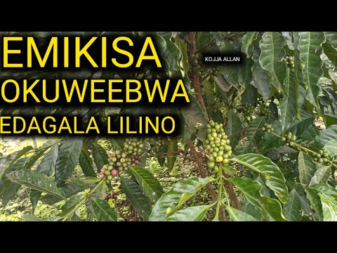 Emikisa Okuweebwa Edagala Lilino Omumwanyi N'emigaso - KOJJA ALLAN