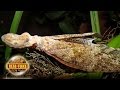 Deadly Snake With Wings - real or fake?