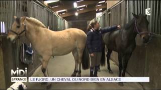 ANIMAUX : Le Fjord, un cheval du Nord bien en Alsace