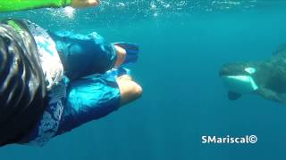 Swimming with wild Orcas in the sea of Cortes