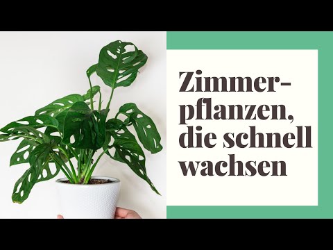 , title : '5 Zimmerpflanzen, die sehr schnell wachsen'