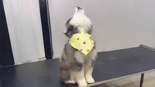Get a Husky they said, It will be fun🤣 Funny Dog Videos of 2026