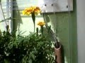 Vertical Garden Or Green Wall W Gravity Fed Irrigation