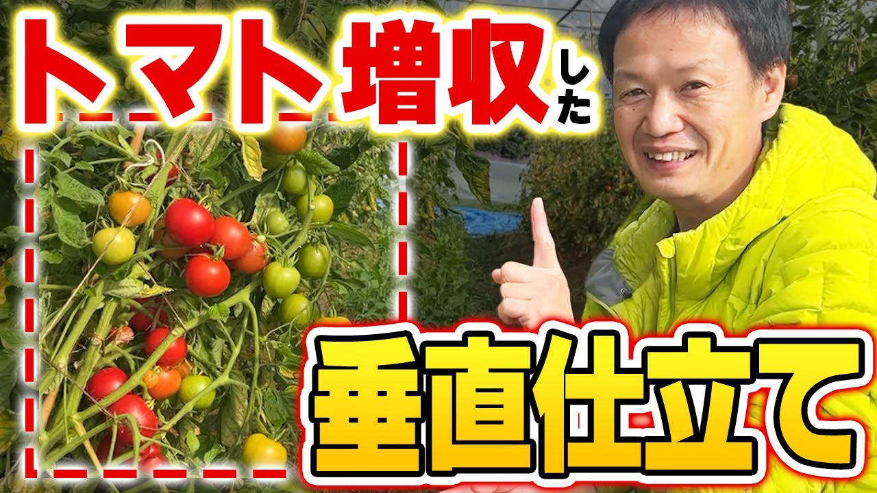 トマトの今橋流垂直仕立てと土の力