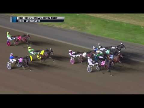 2016 TVG Free For All Preview