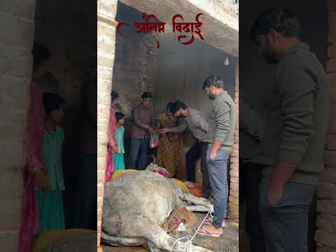Aaj Hamne Ek Gau Mata Ko Kho Diya