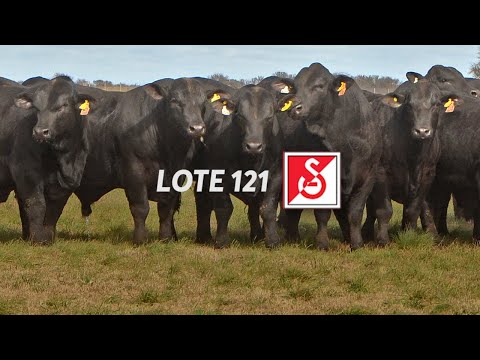 Lote 121