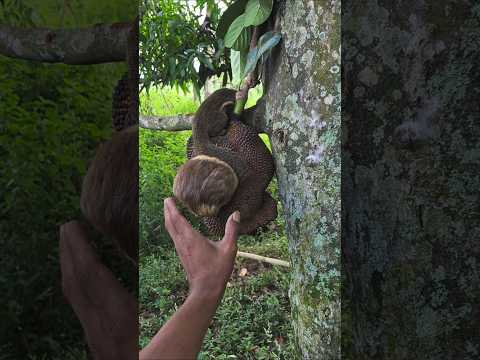 mereka lagi asyik makan 😱 #nature #shortsviral